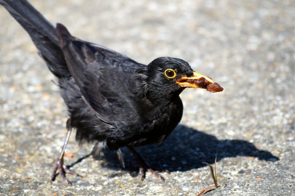 Free Image of Male Blackbird 