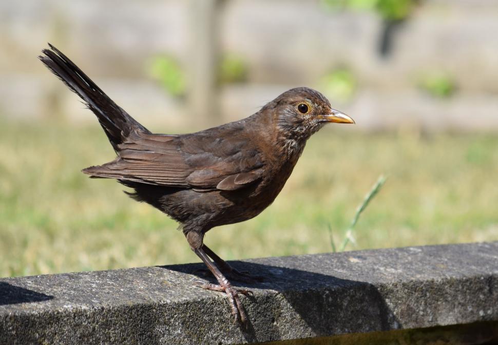 Free Image of Female Blackbird 
