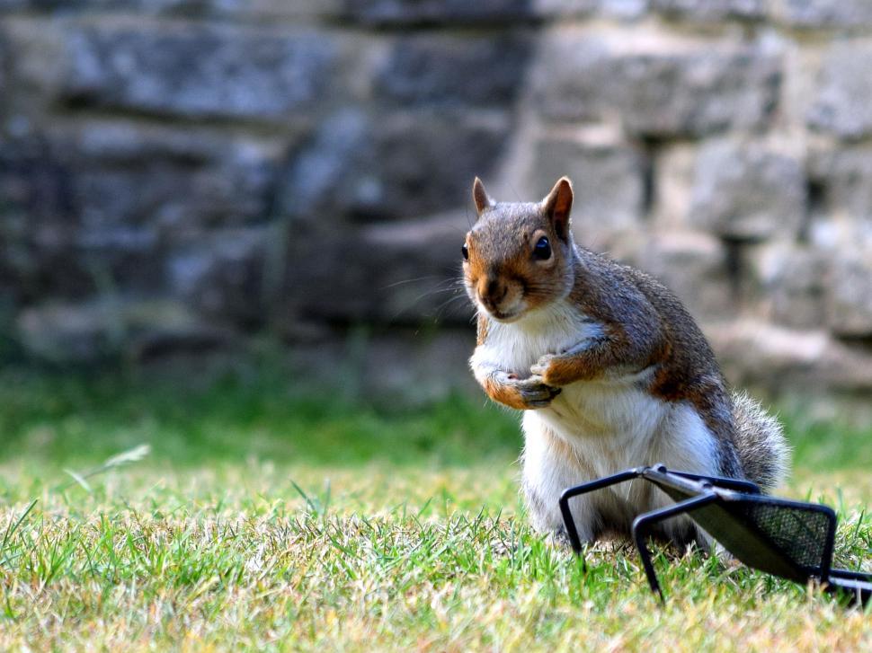Free Image of Squirrel 