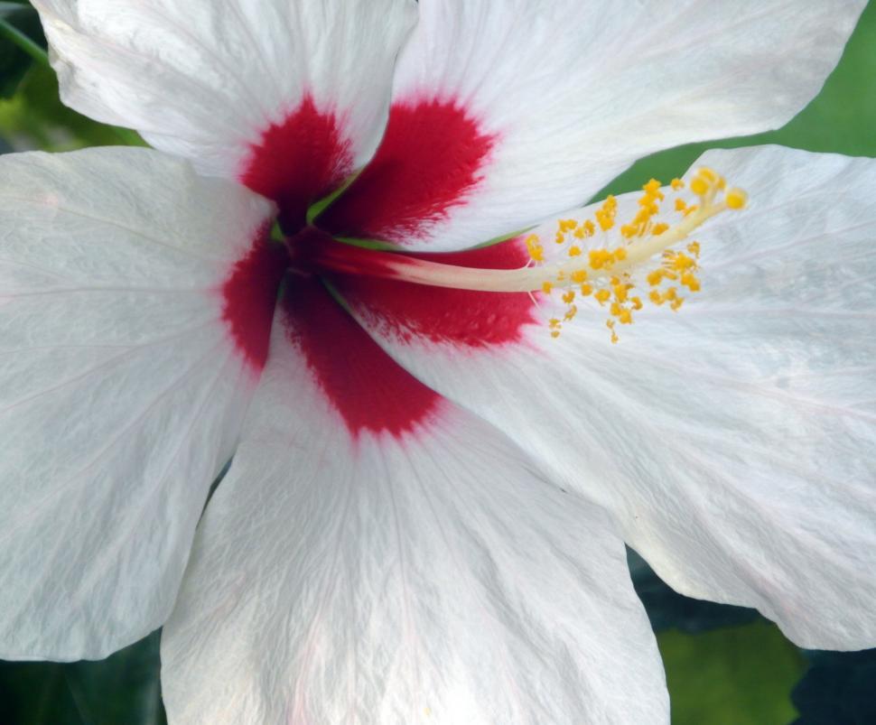 Free Image of White and Red Flower  