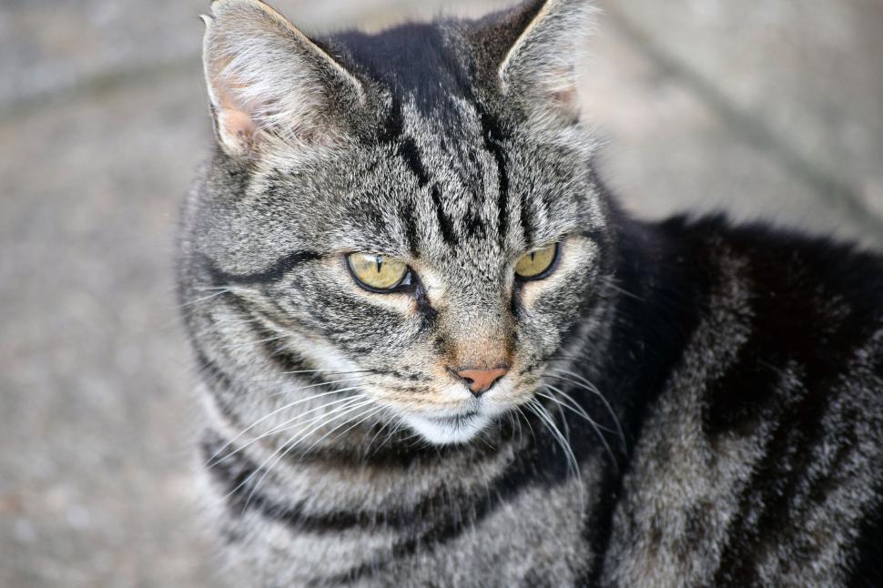 Free Image of Tabby cat 