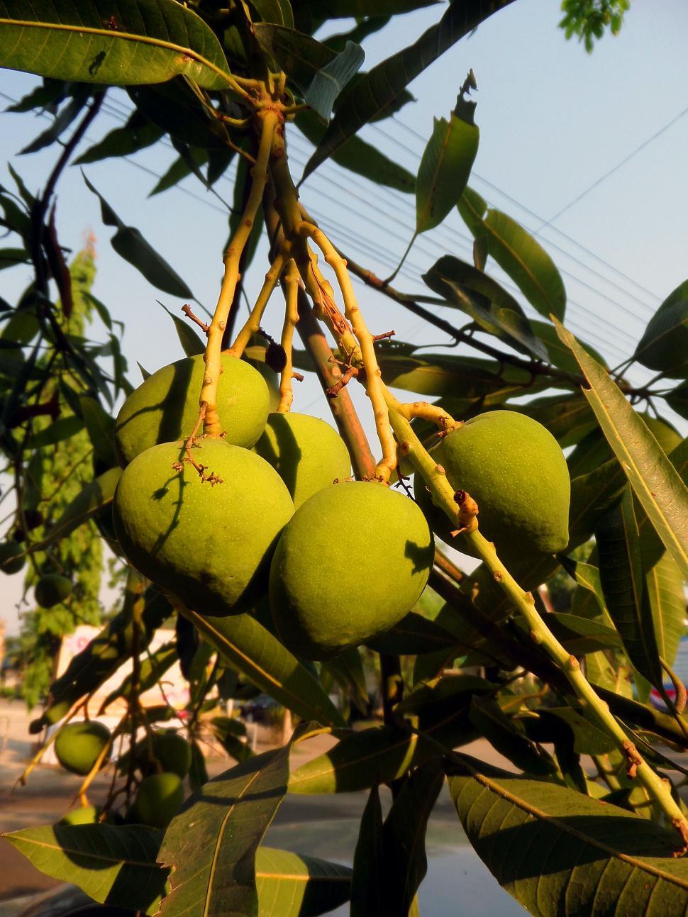 Free Image of Mangoes on tree 