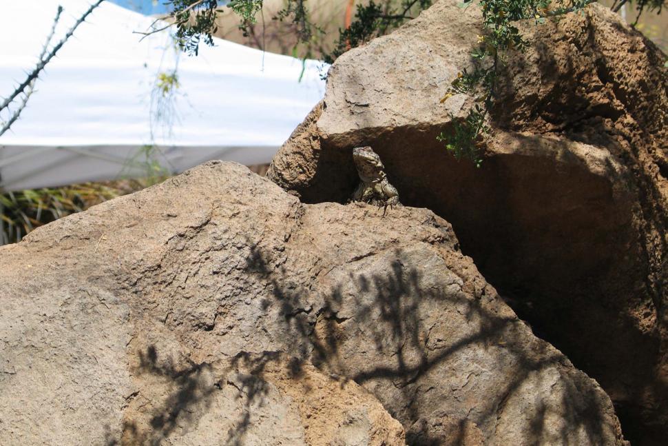 Free Image of lizard rock rocks sunning roclsmesquite desert 
