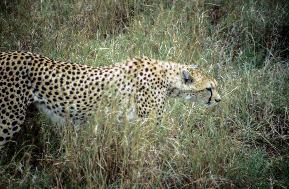 Free Image of Cheetah in Masai Mara 