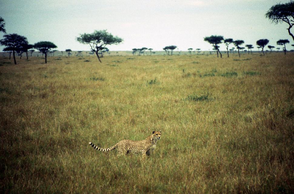 Free Image of Cheetah in Africa 