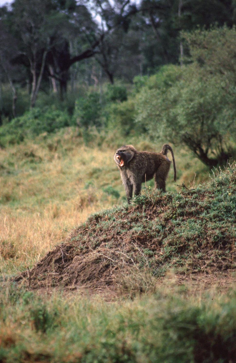 Free Image of Lone Baboon Howling 