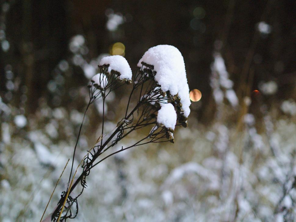 Free Image of Dry plant covered with snow 