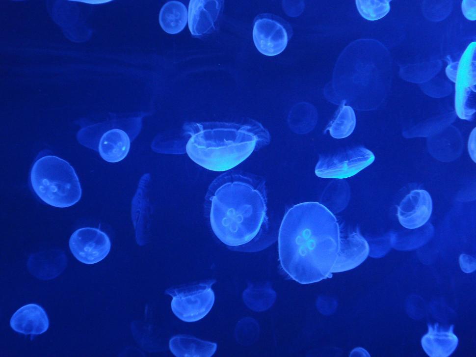 Free Image of Jelly fishes  