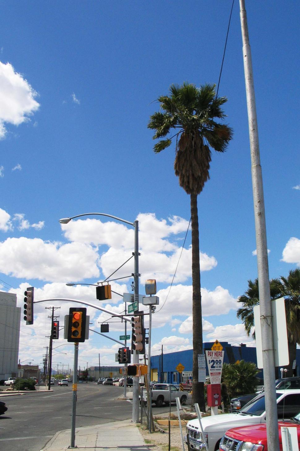 Free Image of Palm Tree Alongside Road 