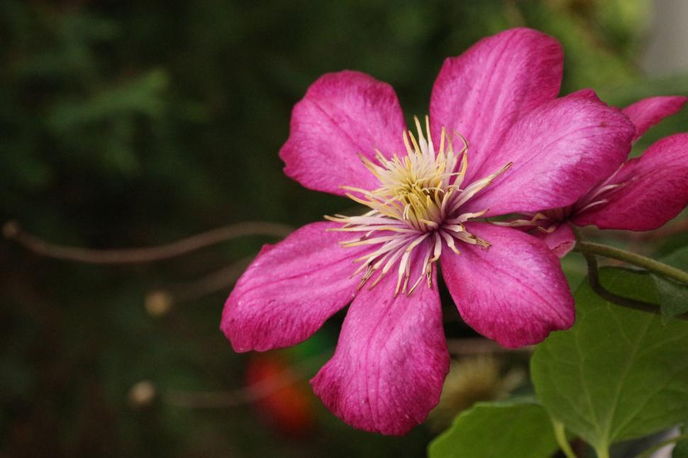 Free Image of Clematis Flower Red 