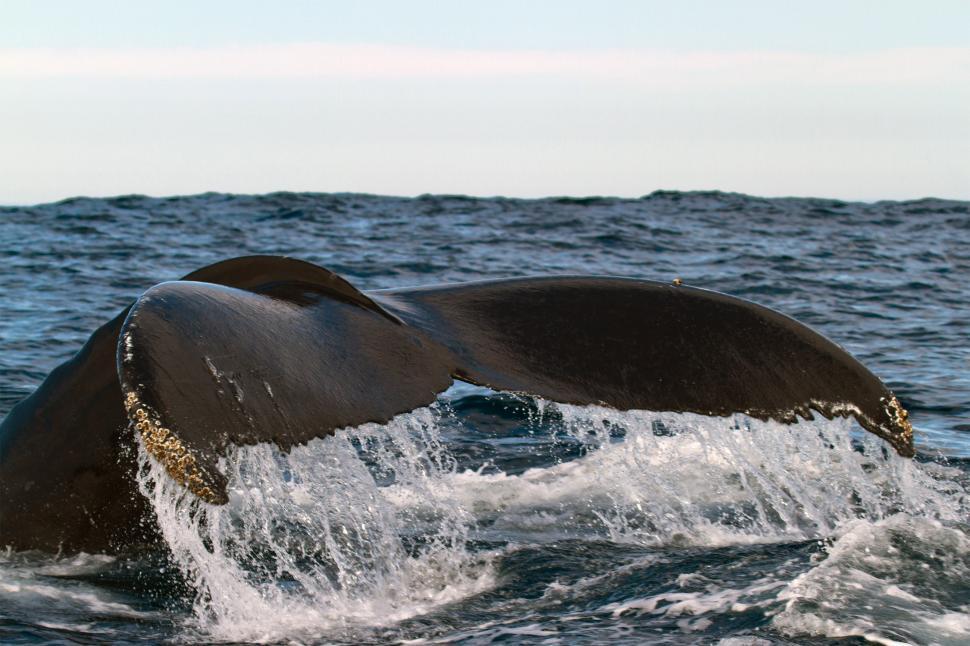 Free Image of Whale tail with water dripping off 