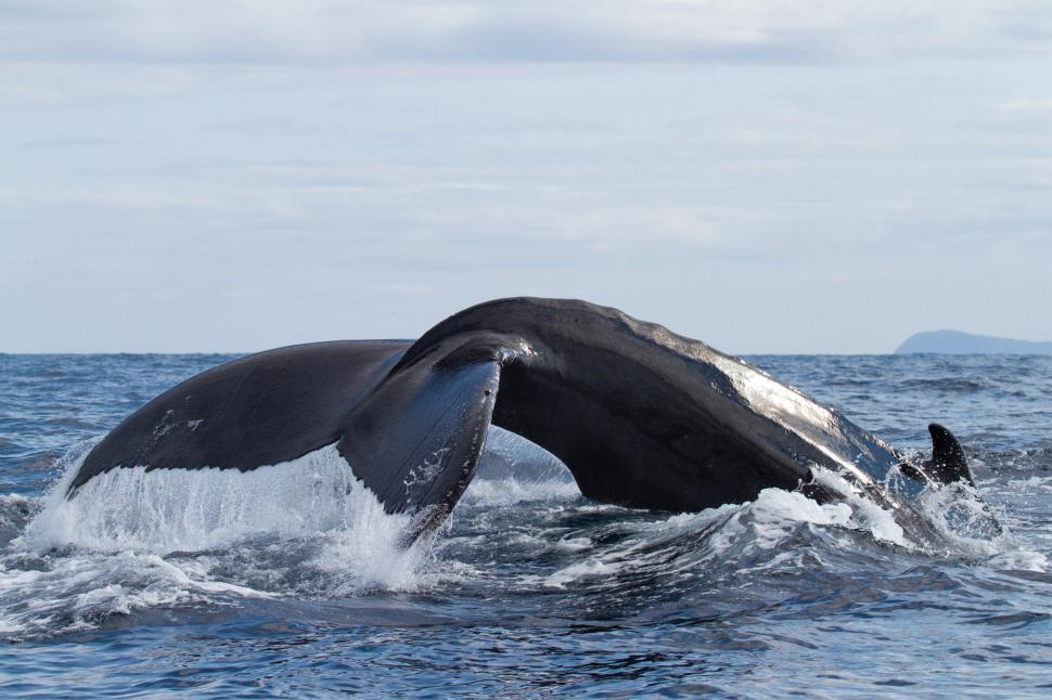 Free Image of Whale tail 