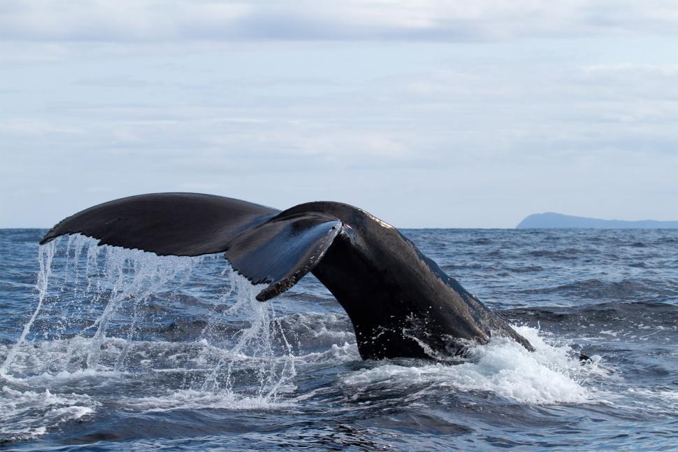Free Image of Whale tail - Deep Dive 