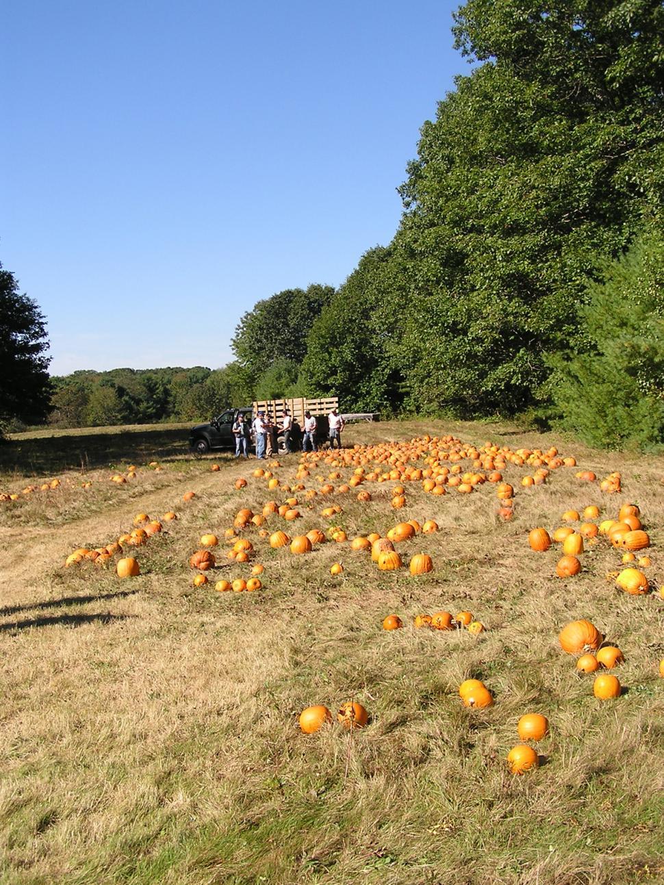 Free Image of Field of Pumpkins 
