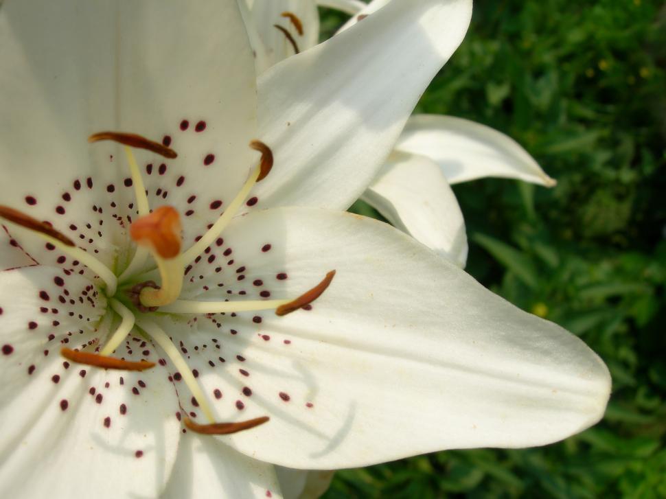 Free Image of Flowers - Lily 