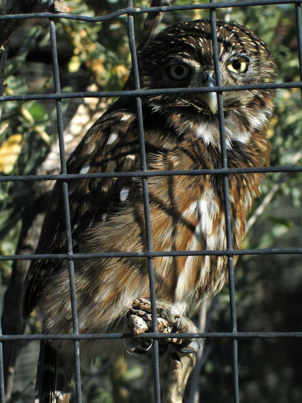 Free Image of arizona sonora desert museum bird owl cage caged aviary talons talon beak 