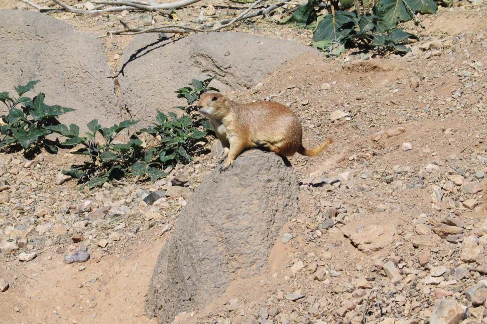 Free Image of Small Animal Standing on Rocky Hill 