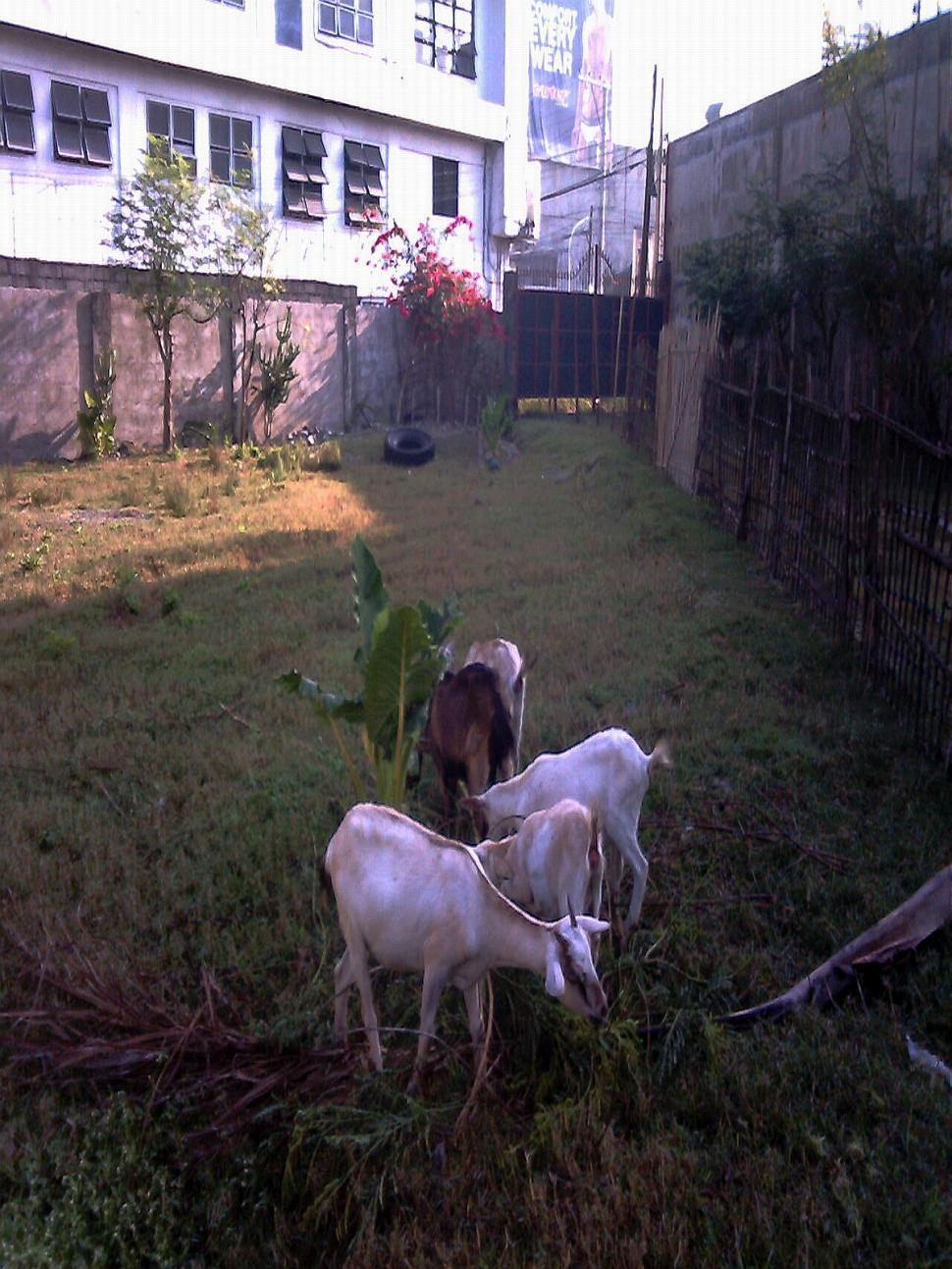 Free Image of feeding goats 
