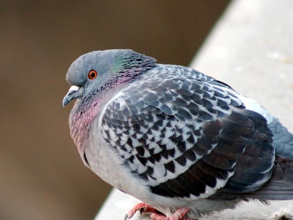 Free Image of Gray pigeon 