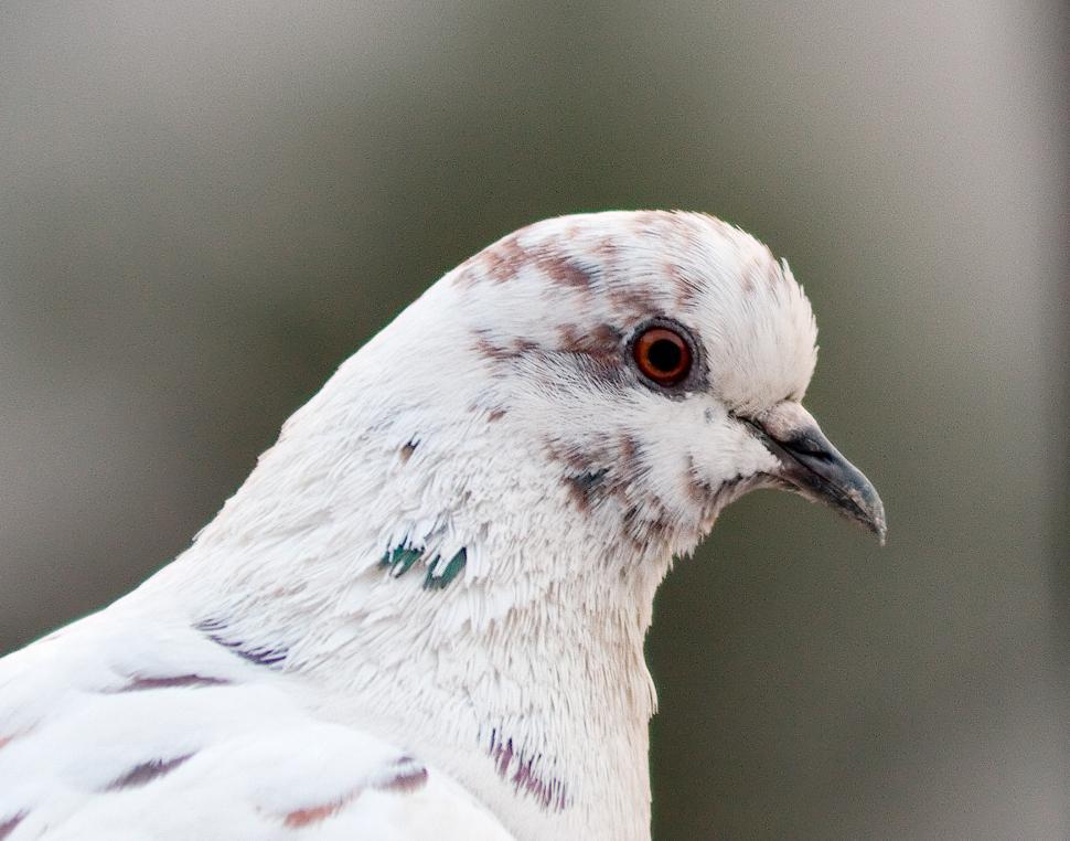 Free Image of Pigeon portrait 