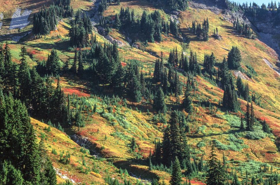 Free Image of Mount Rainier National Park 