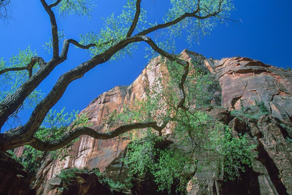 Free Image of Trees and cliff in Zion National Park 