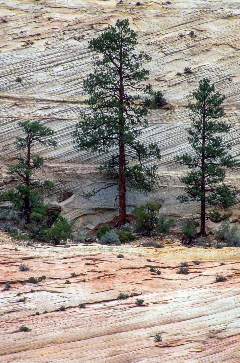 Free Image of Trees at Zion National Park 