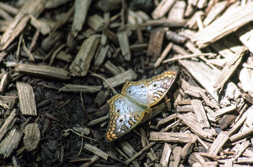 Free Image of Butterfly on wood chips 