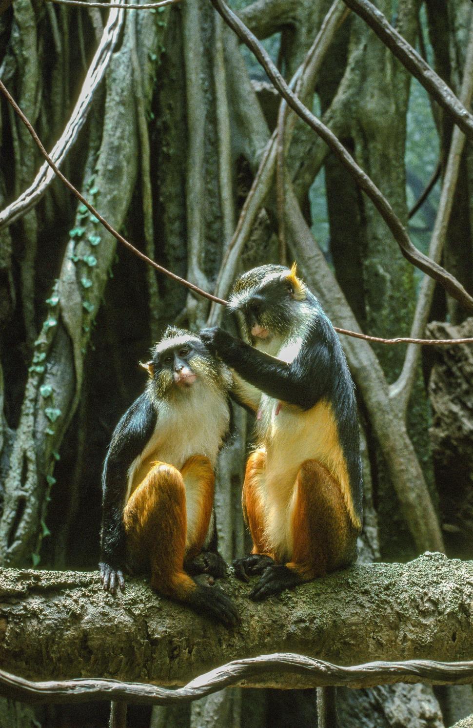 Free Image of Two Wolf s mona monkeys also known as Wolf s guenon 