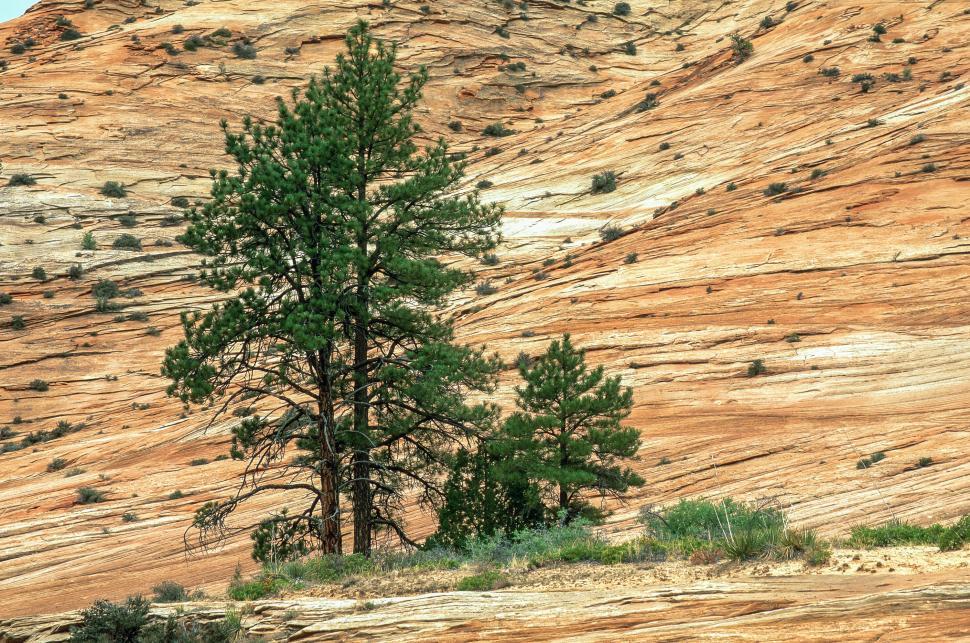Free Image of Zion National Park trees 