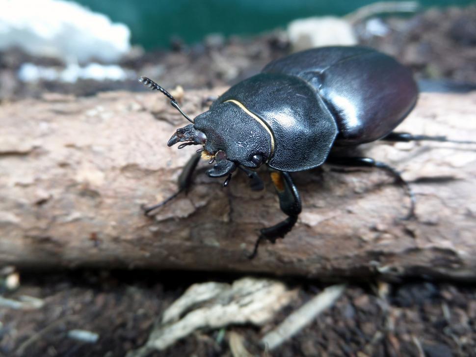Free Image of Stag Beetle 