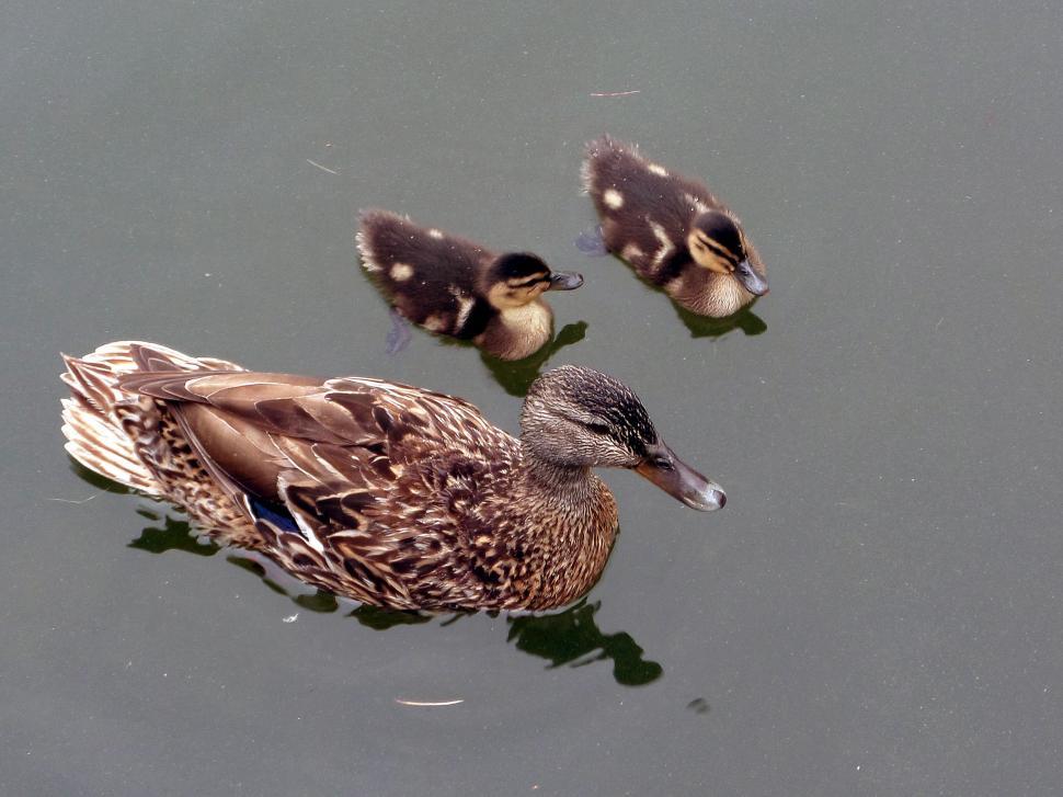 Free Image of Duck and ducklings 