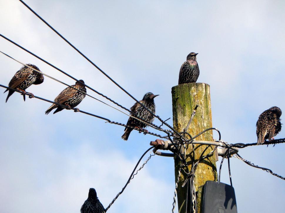 Free Image of Starlings 