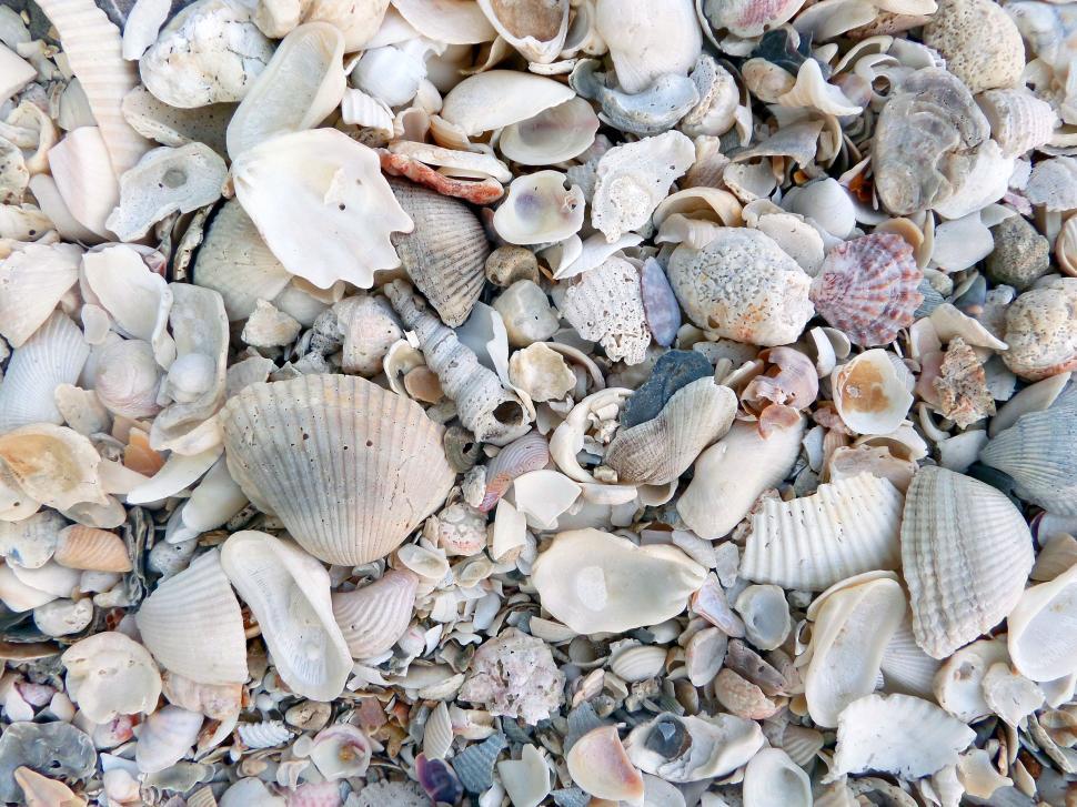 Free Image of Broken seashell texture close-up 