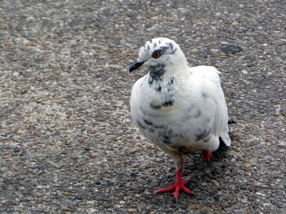 Free Image of Pigeon 