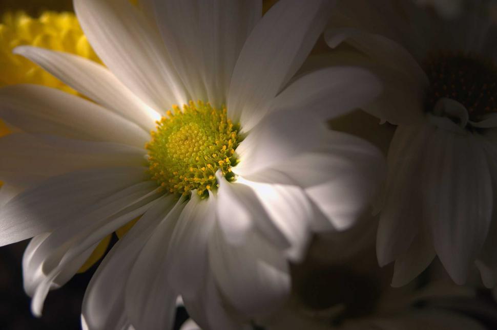 Free Image of Flowers - Daisy 