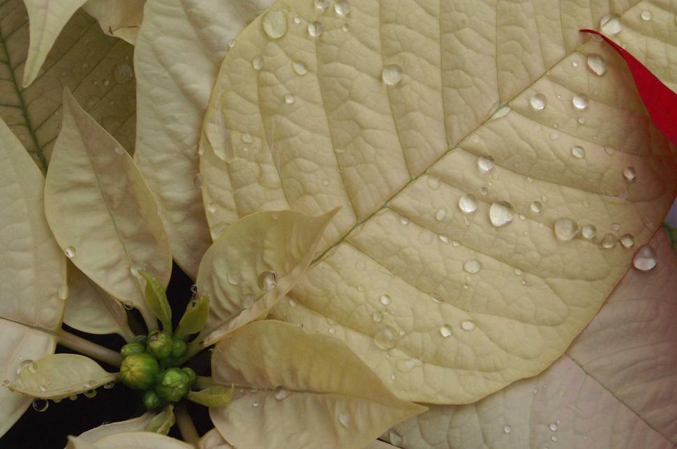 Free Image of Droplets on leaves 