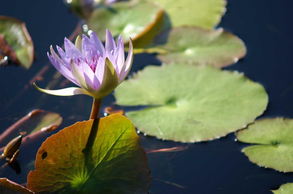 Free Image of Flowers - pond lily bloom 