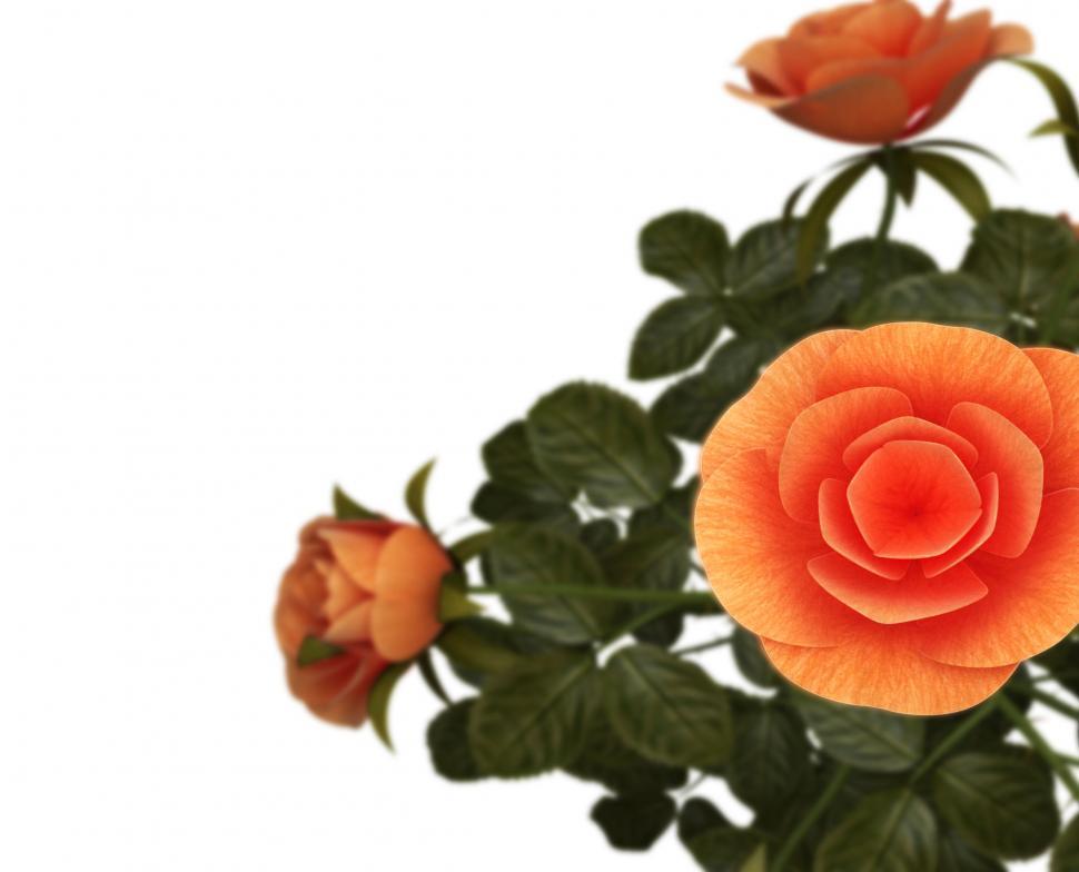 Free Image of Copyspace Roses Represents Flora Romance And Bloom 