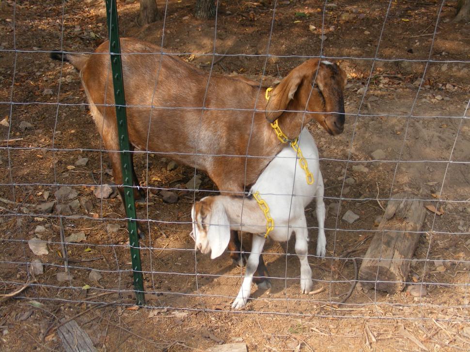 Free Image of Two Goats 