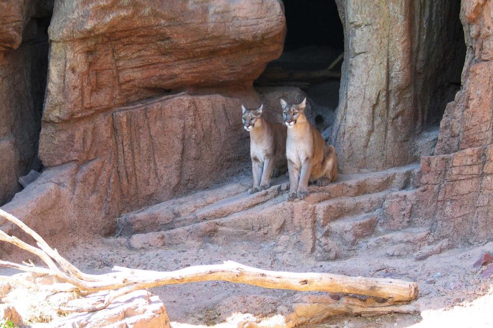 Free Image of mountain lion paw cat big lions animal arizona sonora desert museum wild two couple pair animals 