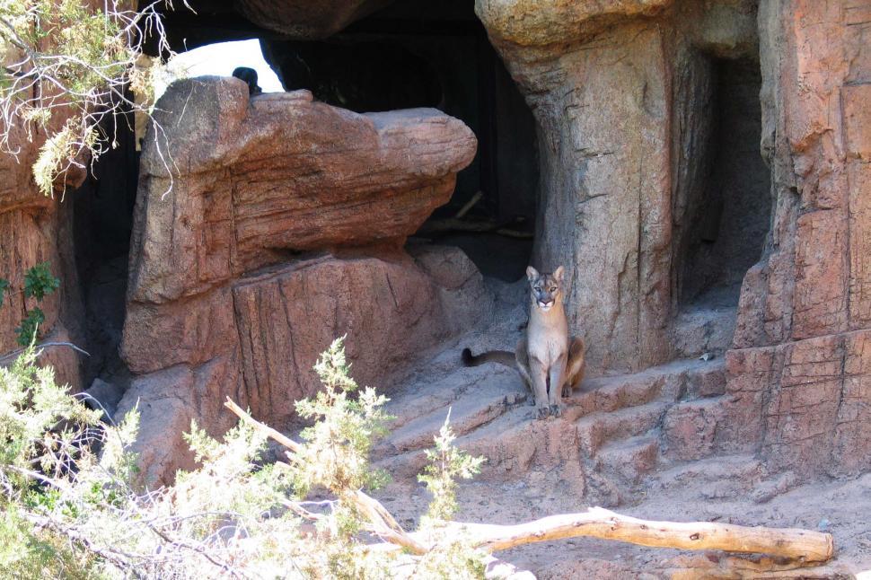 Free Image of mountain lion cat big wild animal arizona sonora desert museum zoo tucson 