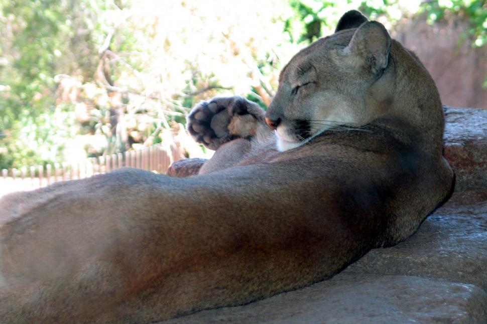 Free Image of mountain lion paw cat big fur furry sleep sleepy sleeping wild animal arizona sonora desert museum 