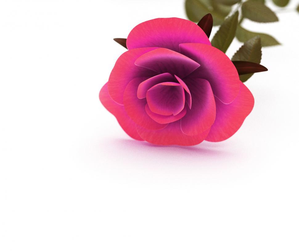 Free Image of Copyspace Rose Means Valentine Romantic And Copy-Space 