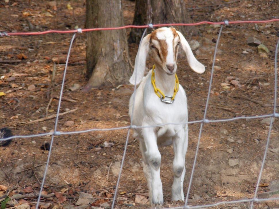 Free Image of Goat 