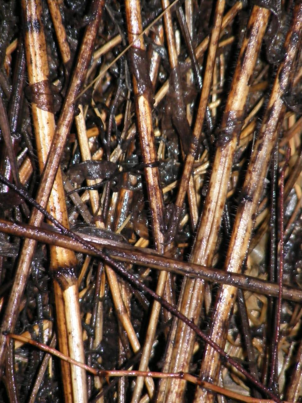 Free Image of Wet Twigs 