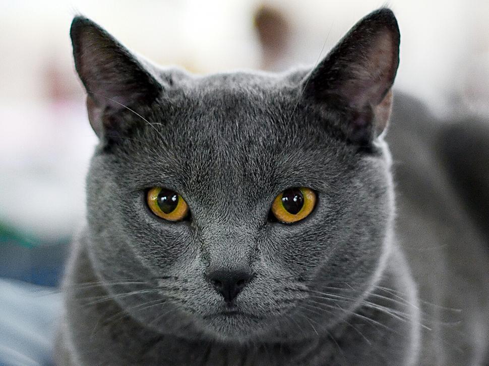 Free Image of The gray cat portrait 