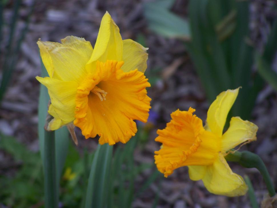 Free Image of Two Daffodils Speaking 