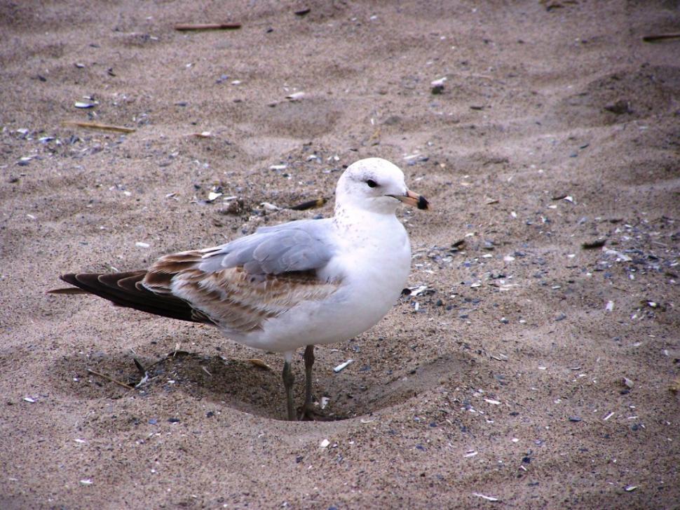 Free Image of Posing Beach Bird 