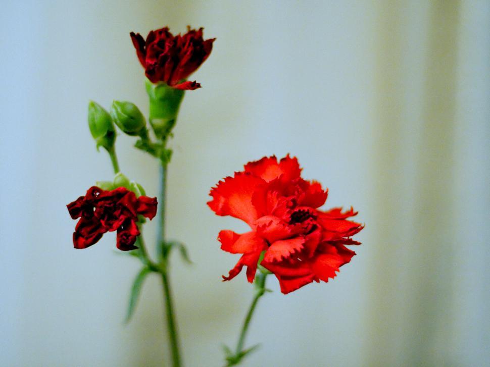 Free Image of Red flowers 
